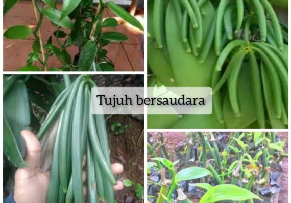 harga vanili_79b8a2e26.jpg