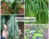 Harga Vanili
