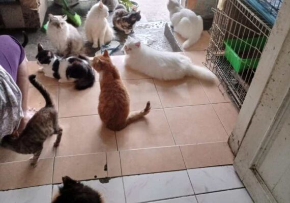 biaya dokter hewan kucing_80c925f6b.jpg