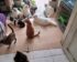 Biaya Dokter Hewan Kucing
