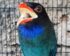 Burung Ekek