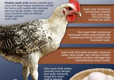 harga ayam arab_795b1b749.jpg
