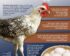 Harga Ayam Arab