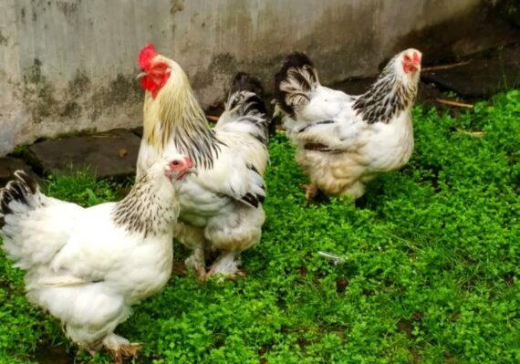 harga ayam brahma_076dd81bf.jpg