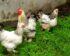 Harga Ayam Brahma