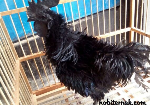harga ayam cemani_d4388f6f1.jpg