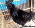 Harga Ayam Cemani