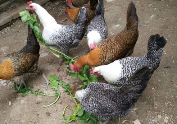 harga ayam doc_cd57be22f.jpg