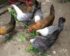 Harga Ayam Doc