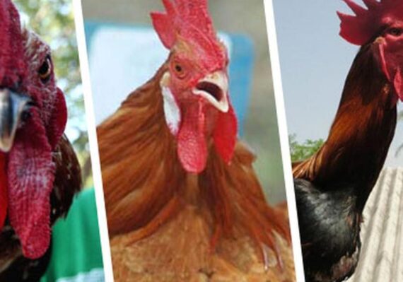 harga ayam jago kampung putih_1af253066.jpg