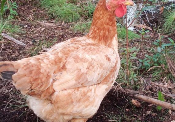 harga ayam kampung_cad83cda0.jpg