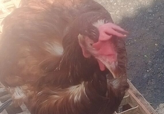 harga ayam merah_7989e968e.jpg