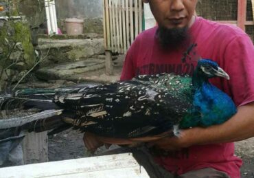 harga ayam merak_6b57fbba4.jpg