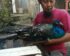 Harga Ayam Merak