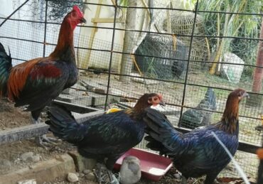 harga ayam peru_920285a8f.jpg