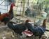 Harga Ayam Peru