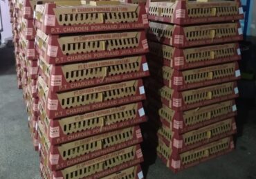 harga ayam petelur_6271b9643.jpg