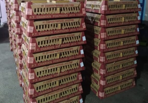 harga ayam petelur_6271b9643.jpg