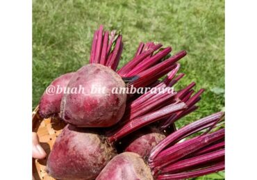 harga buah bit_99de13e1c.jpg