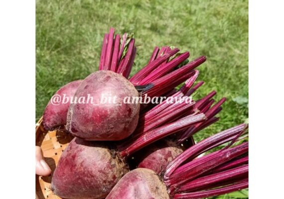 harga buah bit_99de13e1c.jpg