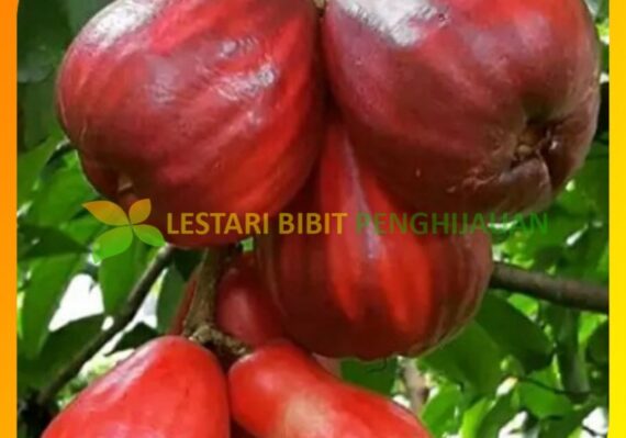 harga buah jambu_ee4fa8c9d.jpg