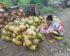 Harga Buah Kelapa