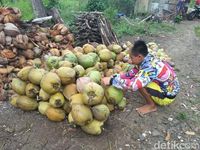 harga buah kelapa_5d99df441.jpg