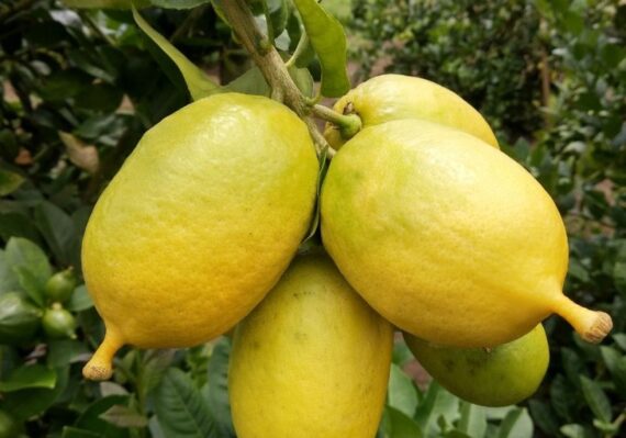 harga buah lemon_414bb33e7.jpg