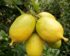 Harga Buah Lemon