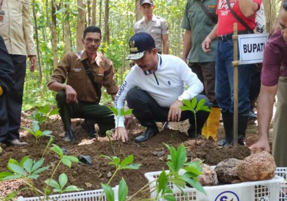 harga buah porang perkilo_11e90ba4a.jpg