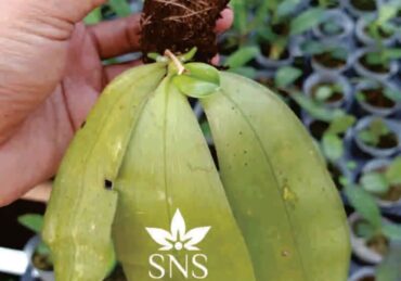 harga bunga anggrek hitam_a1a4309e9.jpg
