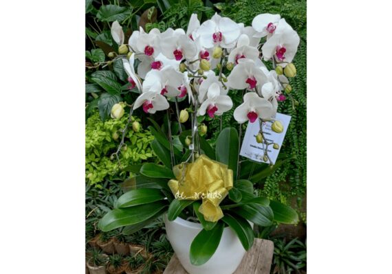 harga bunga anggrek_5a7fd9747.jpg