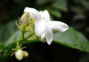 harga bunga melati_5a25a92e7.jpg