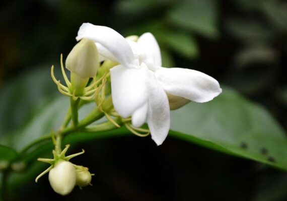 harga bunga melati_5a25a92e7.jpg