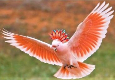 harga burung kakatua jambul kuning_db9387d73.jpg