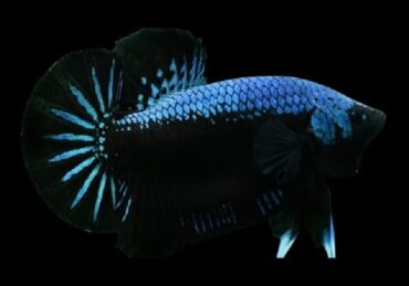 harga ikan discus termahal_e4d90d3dd.jpg