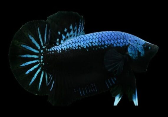 harga ikan discus termahal_e4d90d3dd.jpg