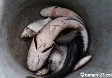 harga ikan gabus per kg_556e8a810.jpg