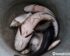Harga Ikan Gabus Per Kg