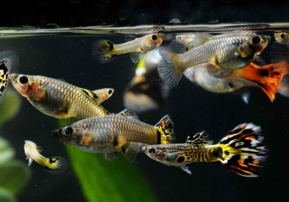 harga ikan guppy termahal_bb2221324.jpg