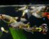 Harga Ikan Guppy Termahal