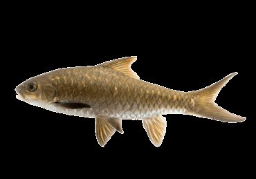 harga ikan jelawat_a267ccbdc.jpg