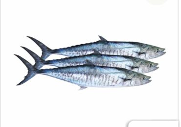harga ikan tenggiri_f763fec60.jpg
