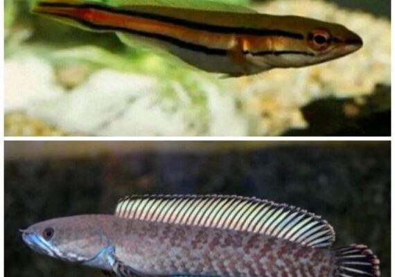 harga ikan toman_8276bc42b.jpg
