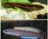 Harga Ikan Toman