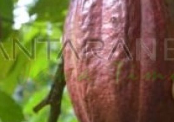 harga kakao tingkat petani_cc626f8df.jpg