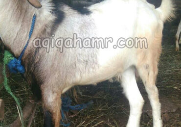harga kambing boer_c332c2f5d.jpg