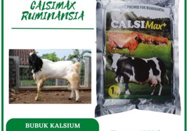harga kambing etawa_3a69986a3.jpg
