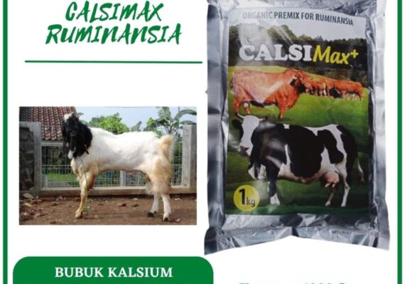 harga kambing etawa_3a69986a3.jpg