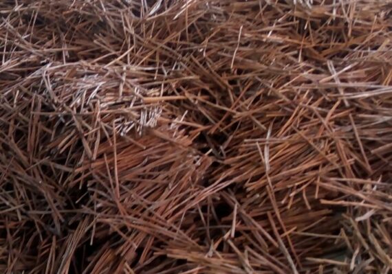 harga kayu manis_7c8926fb5.jpg